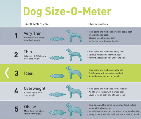 Dog Sizes