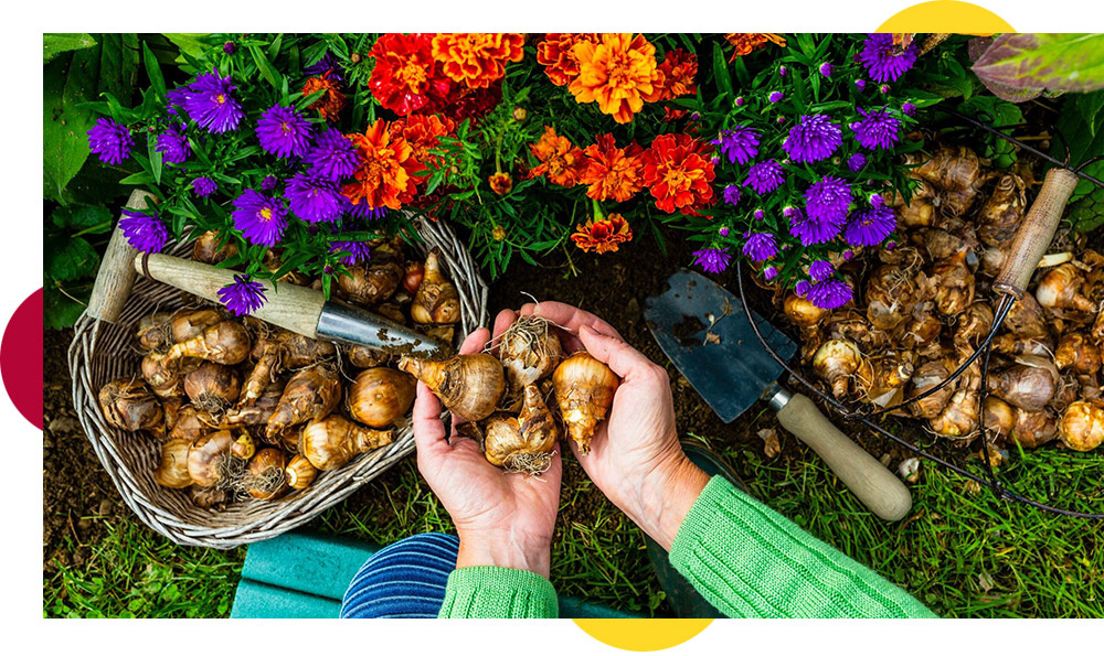 Bulbs Development How to grow bulbs | wilko.com